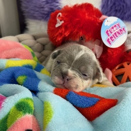 lilac merle frenchie for sale