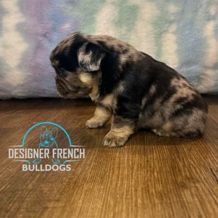 Fluffy French Bulldog puppies