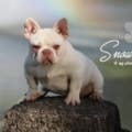 Platinum Frenchies for sale