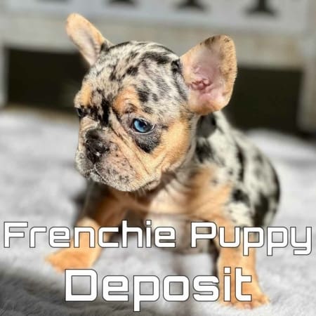 Frenchie Puppies near me