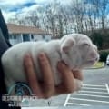 platinum frenchie for sale