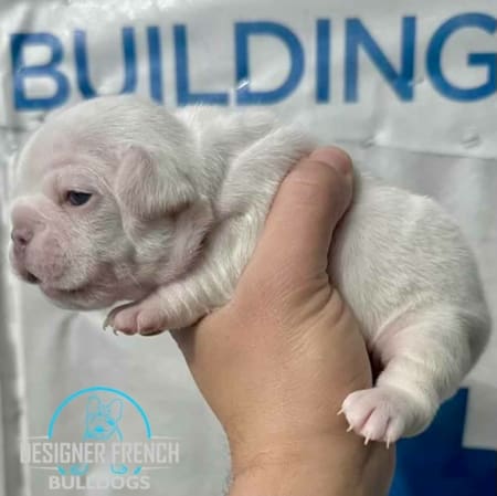platinum frenchie puppy