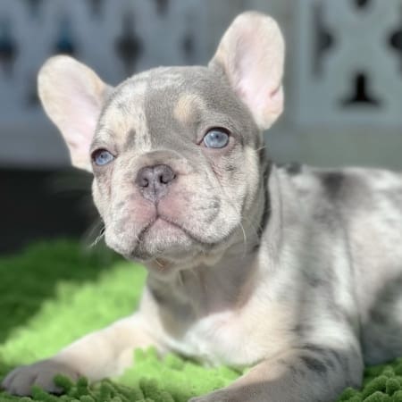 Lilac and Tan Merle Frenchie