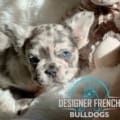 fluffy merle french bulldog