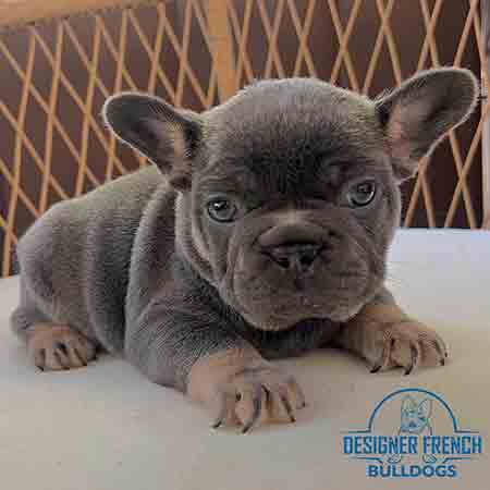 Blue Frenchie puppies for sale