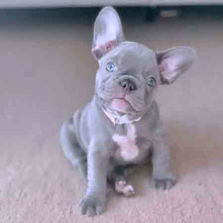 Lilac Frenchie