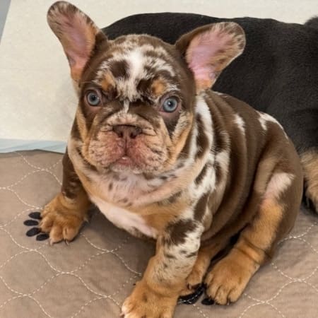 French Bulldog puppies for sale near me