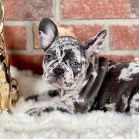 blue merle frenchie for sale