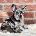 blue merle frenchie puppy for sale