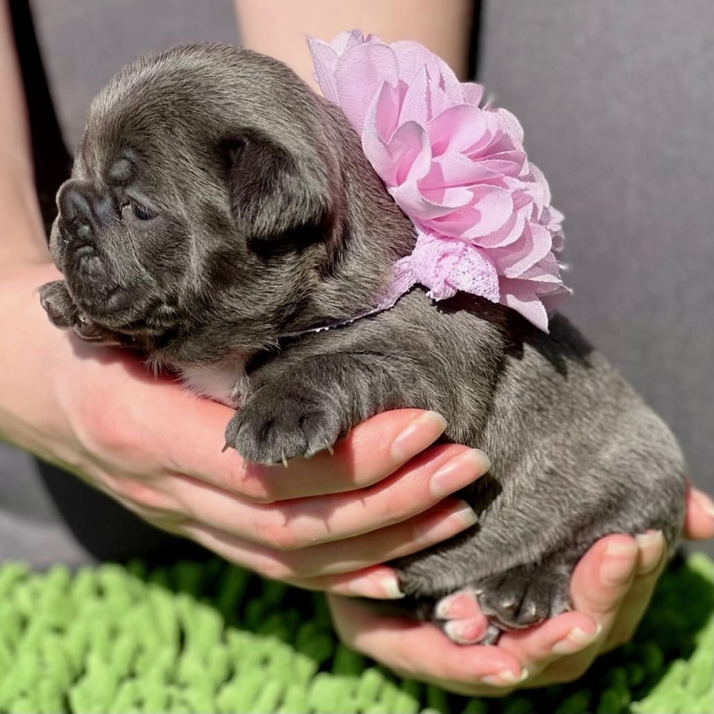 blue French Bulldogs for sale
