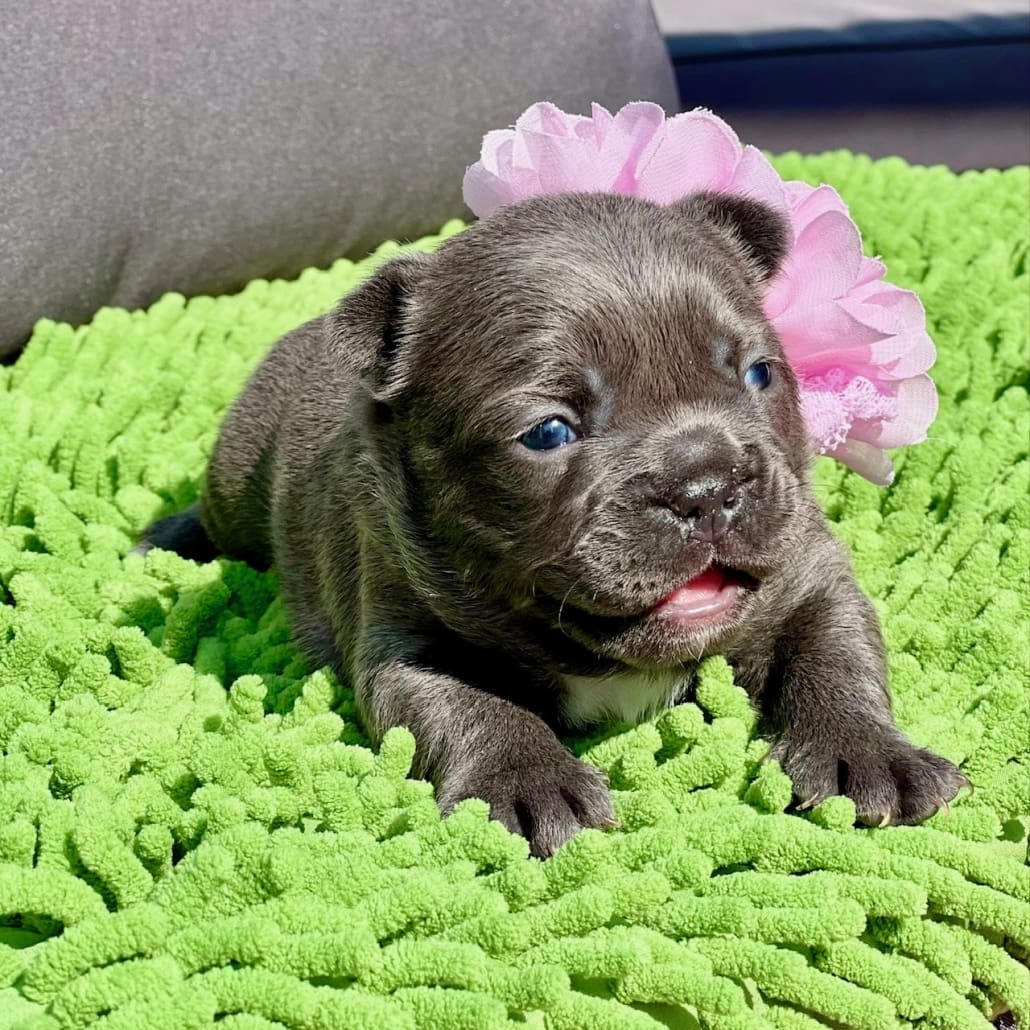 blue french bulldog puppy for sale