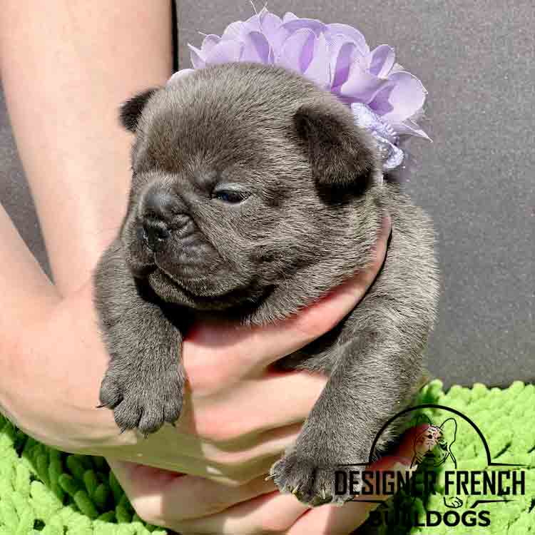 blue frenchie puppy