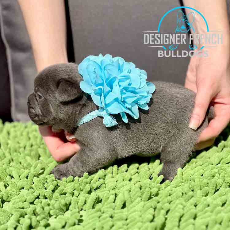 blue french bulldog puppy for sale