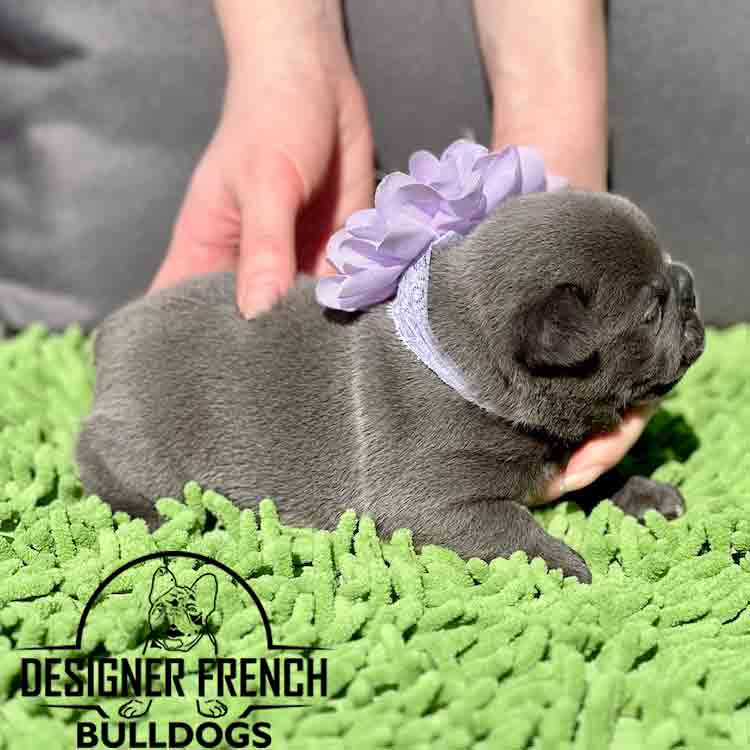 Frenchie Puppies Near Me in One Simple Request