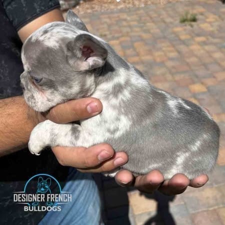 lilac merle frenchie