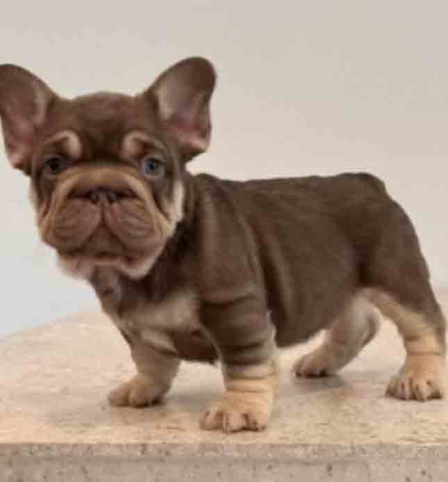 Big Rope Frenchie for sale Big rope Frenchies for sale best prices