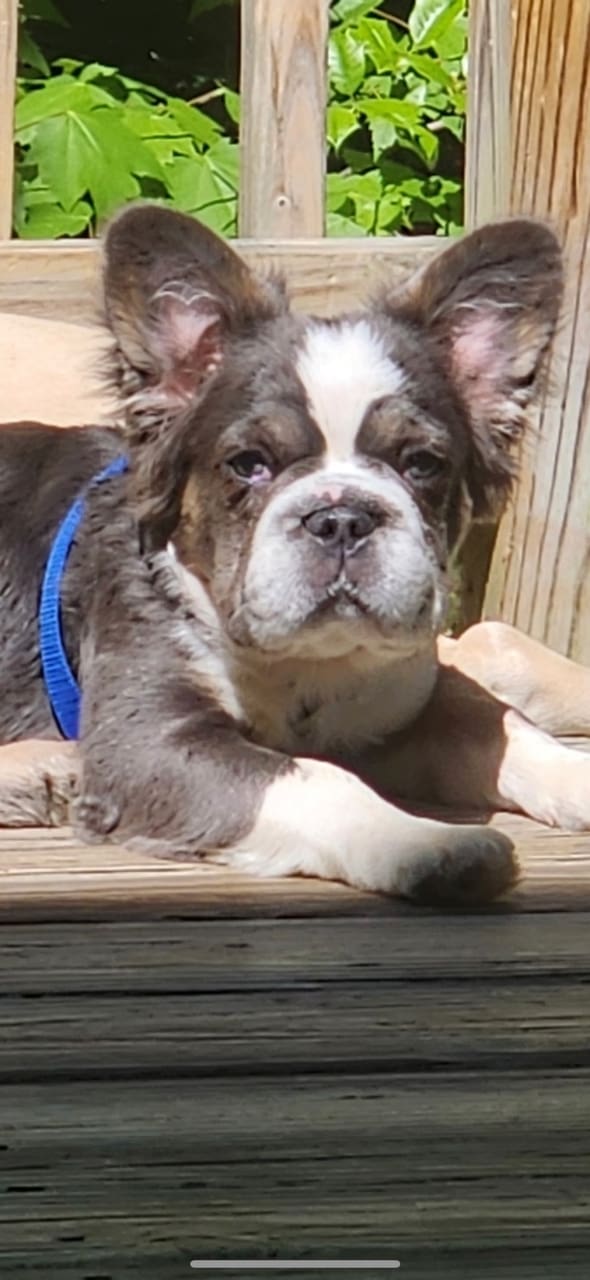 Fluffy Panda Female French bulldog puppy for sale from Designer